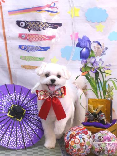 20240518まるちゃん